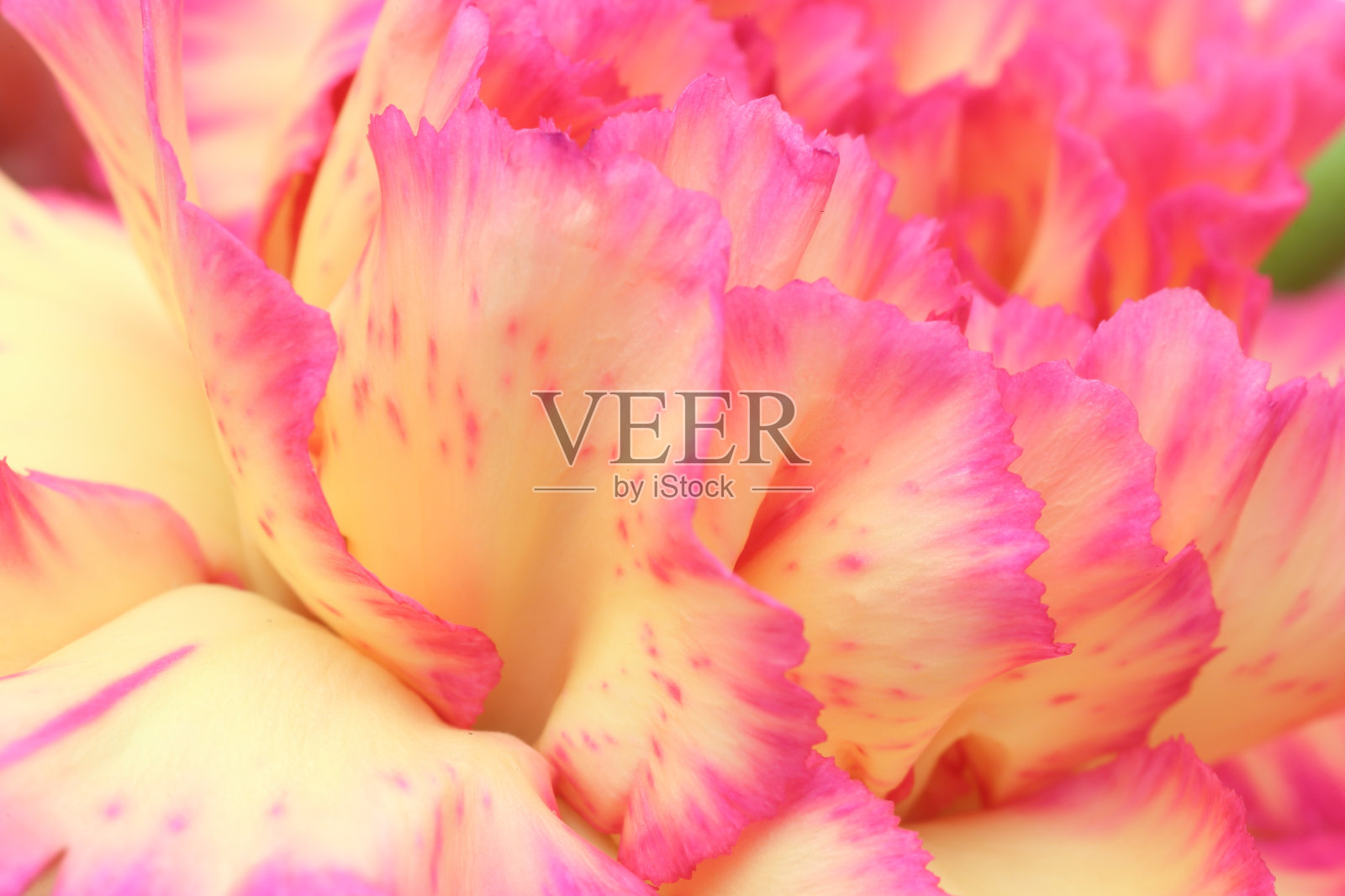 康乃馨特写照片照片摄影图片