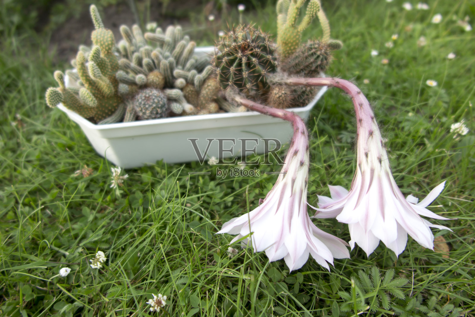 有两朵粉红色花的小仙人掌照片摄影图片