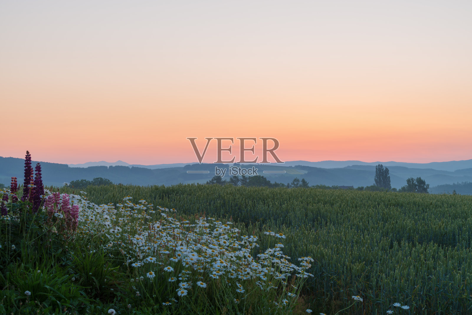 盛开的麦田照片摄影图片