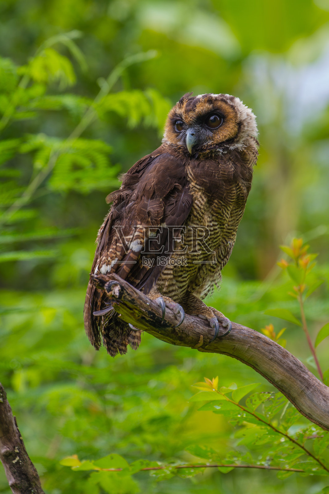 亚洲褐木鸮照片摄影图片