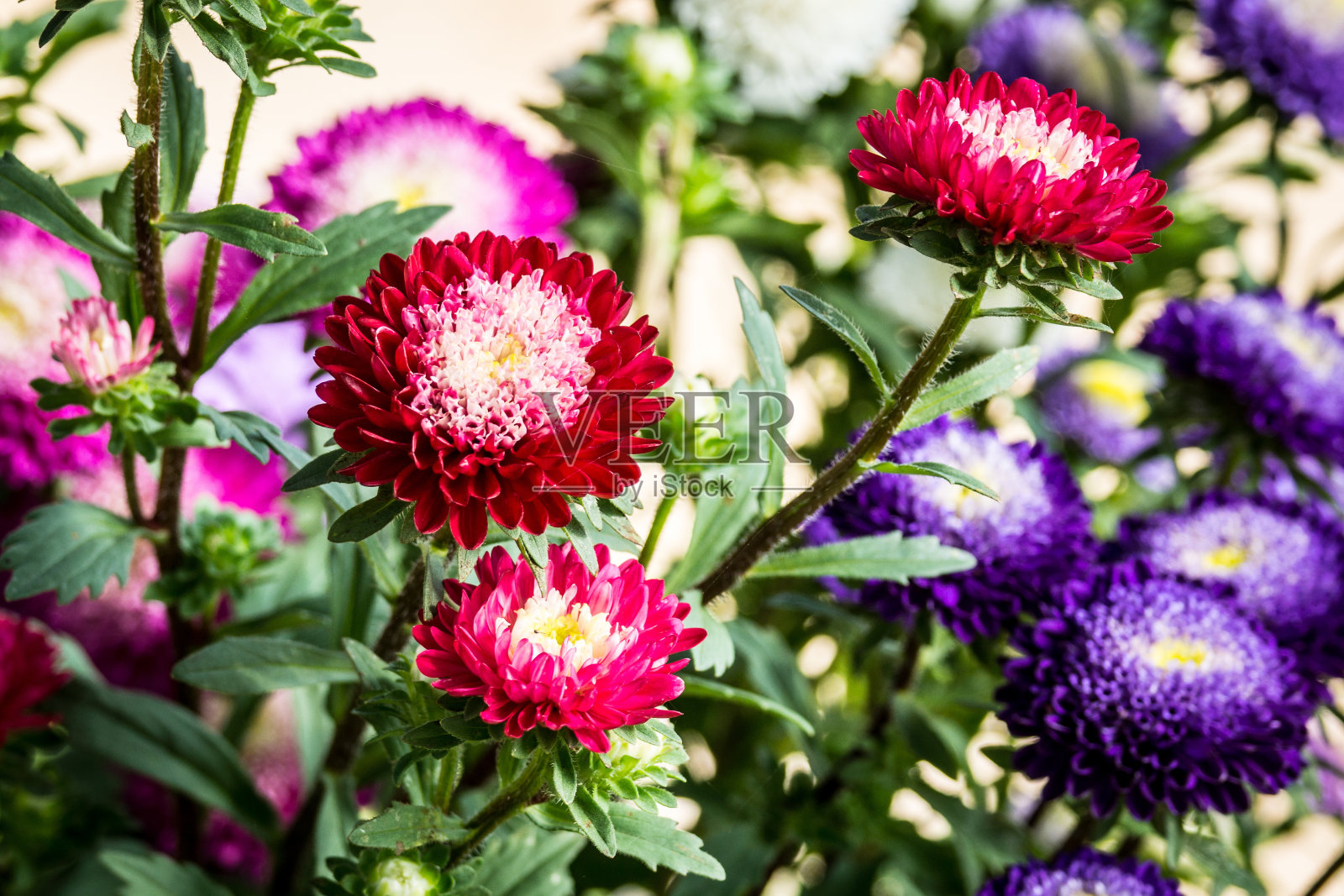 五颜六色的花照片摄影图片