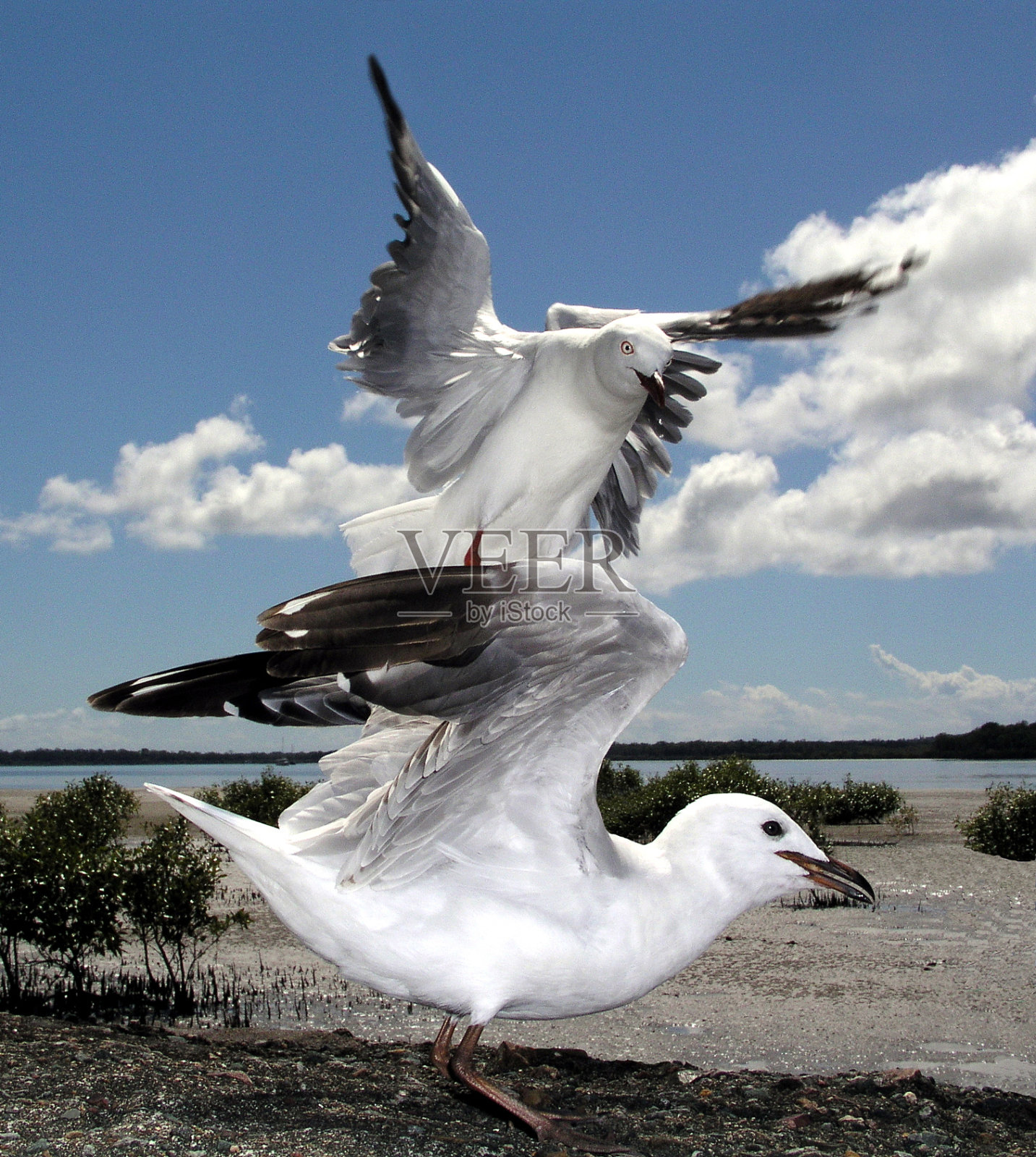 海鸥着陆照片摄影图片