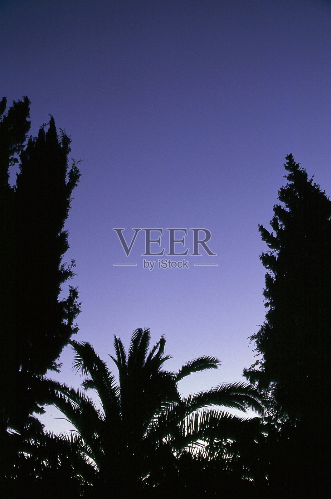 树的剪影和蓝色的黄昏天空照片摄影图片