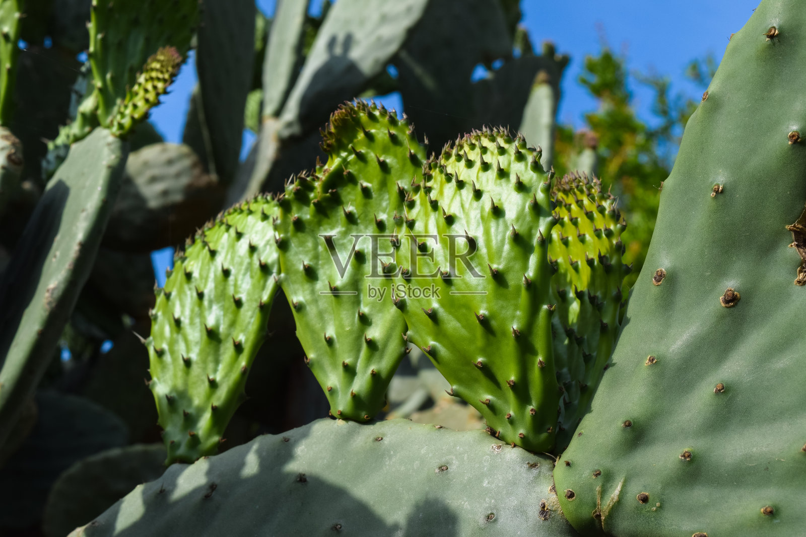 克姆镇的领土。土耳其的性质。树木和植物。小亚细亚照片摄影图片