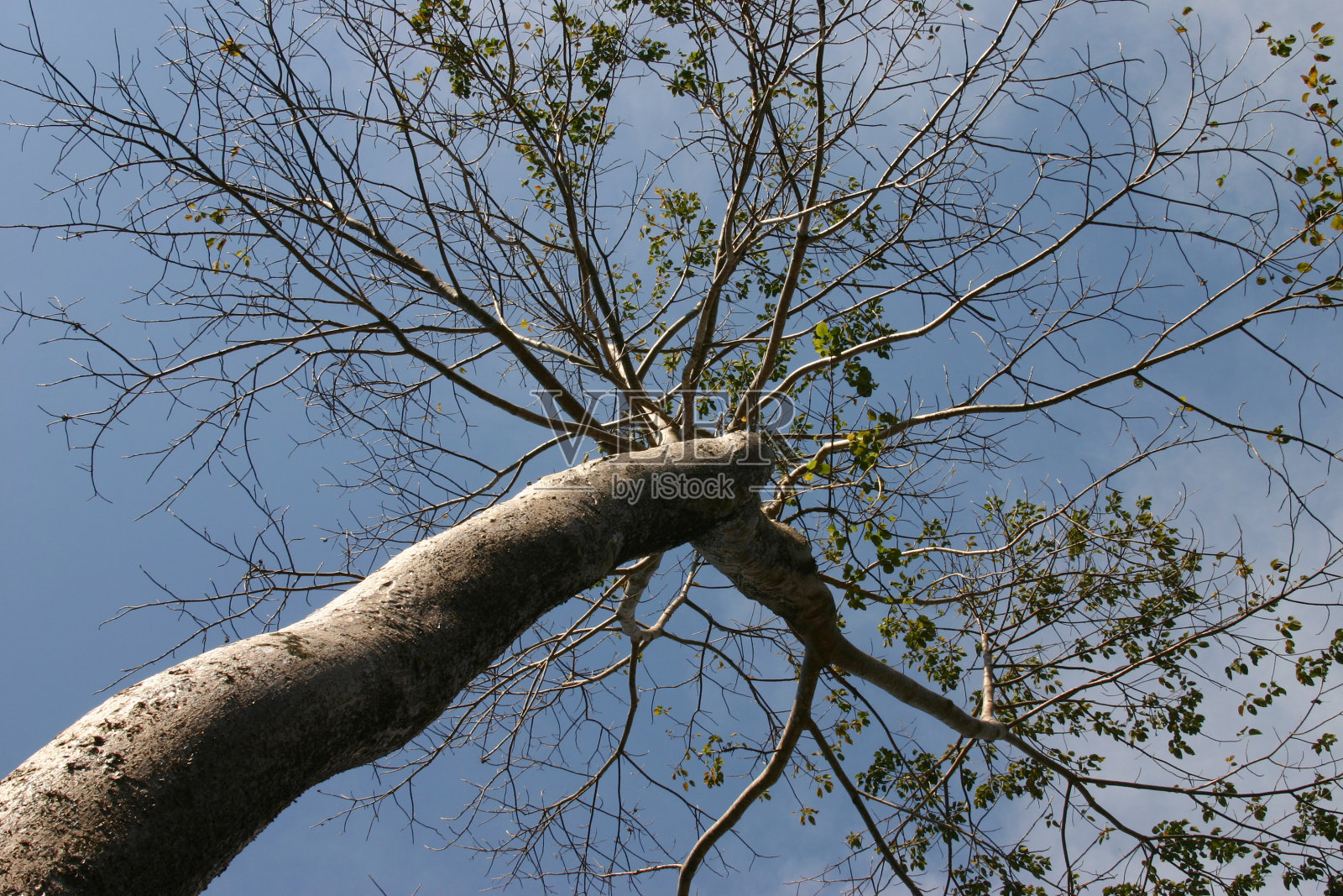 树的顶部照片摄影图片
