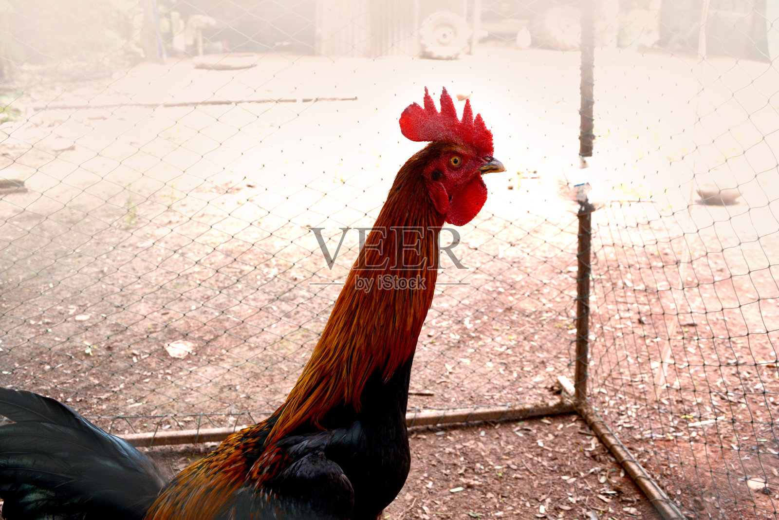 被困在笼子里的黑褐色斗鸡照片摄影图片
