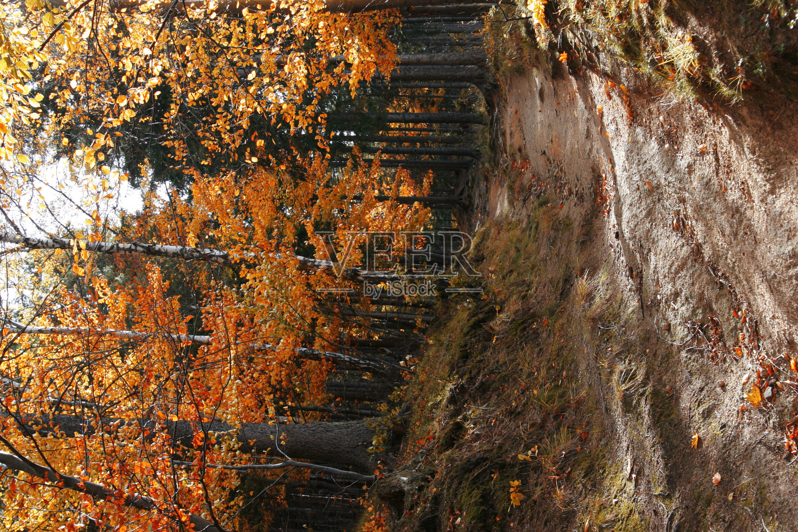秋天的路径照片摄影图片