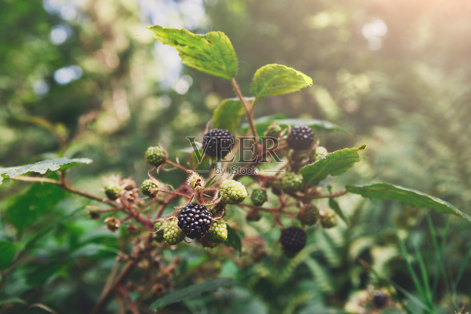 近距离观察森林中成熟果实的野生黑莓树枝照片摄影图片