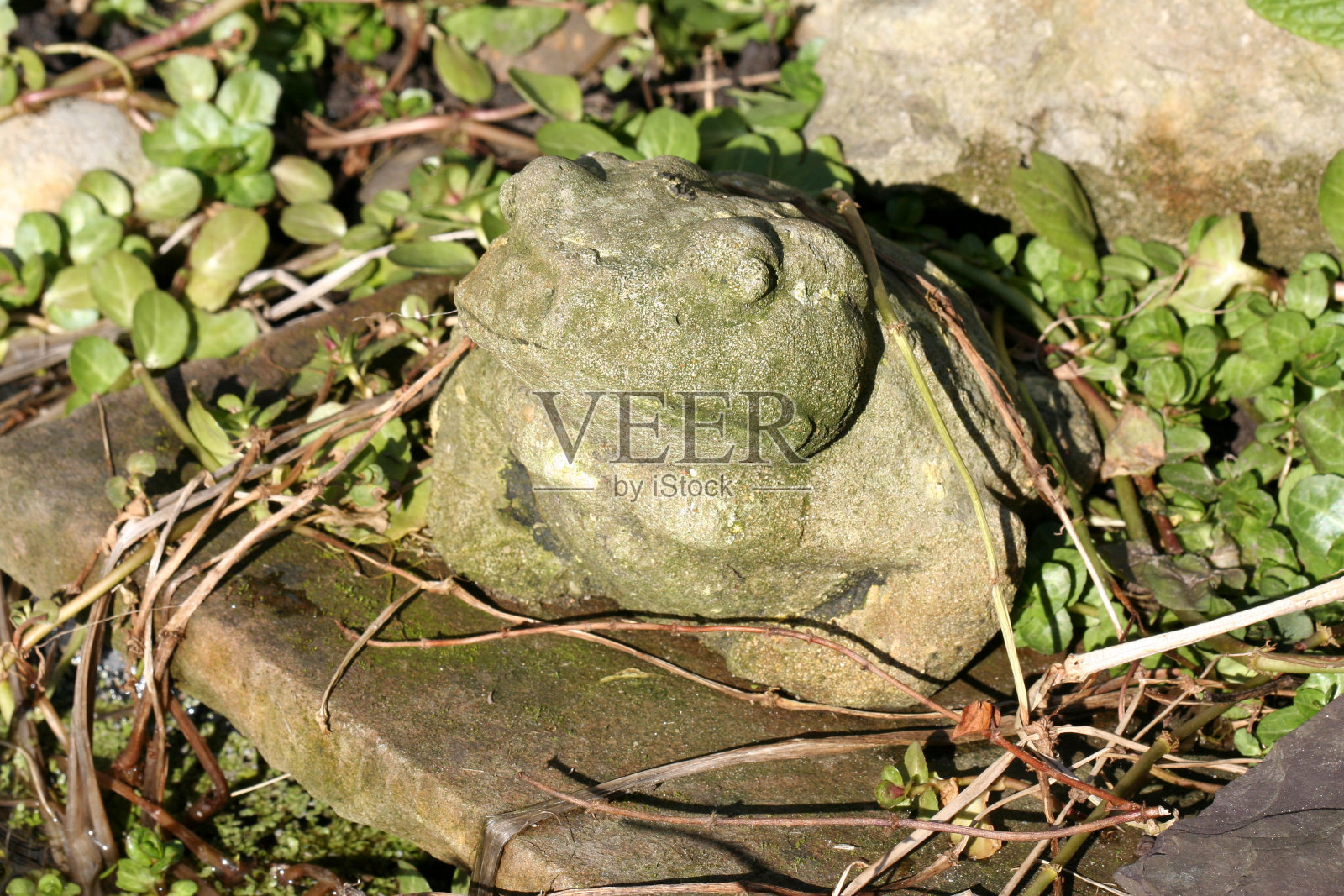 花园池塘里的石头蛙照片摄影图片