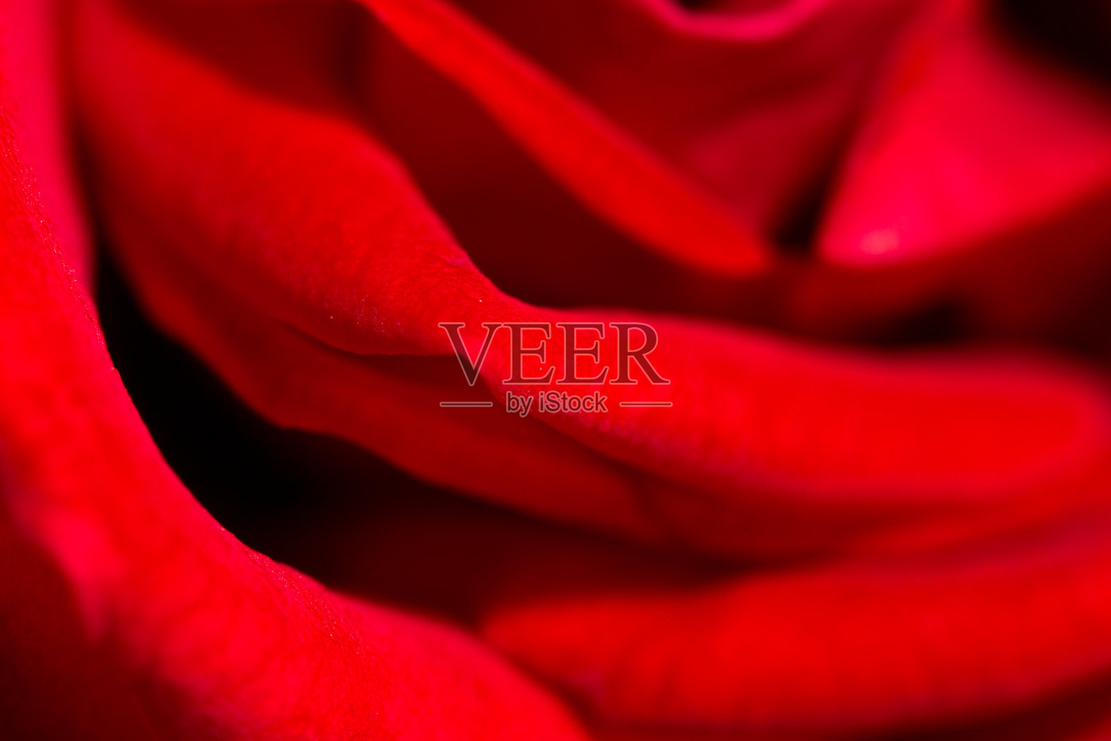 以红玫瑰作背景。关闭照片摄影图片