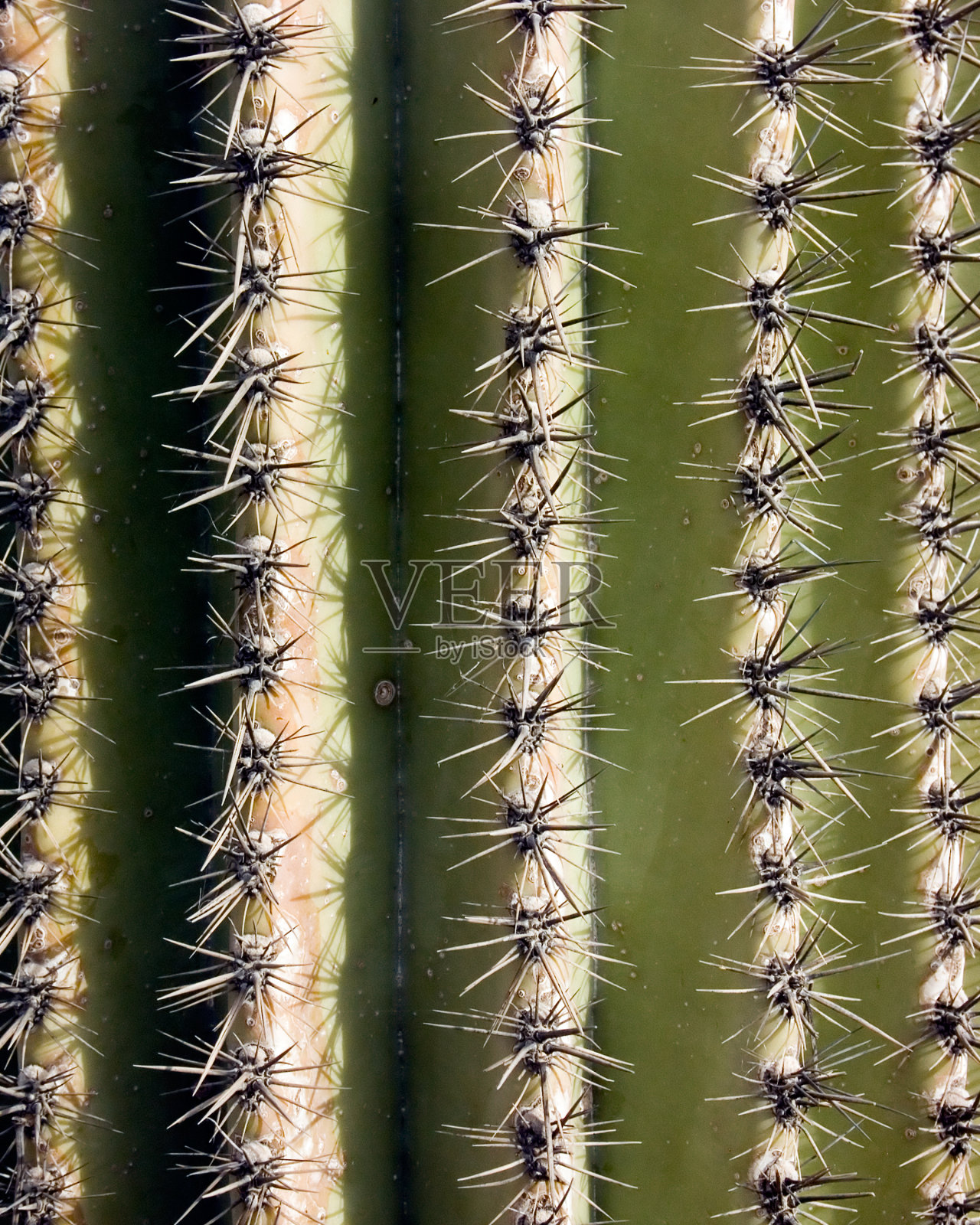 仙人掌照片摄影图片