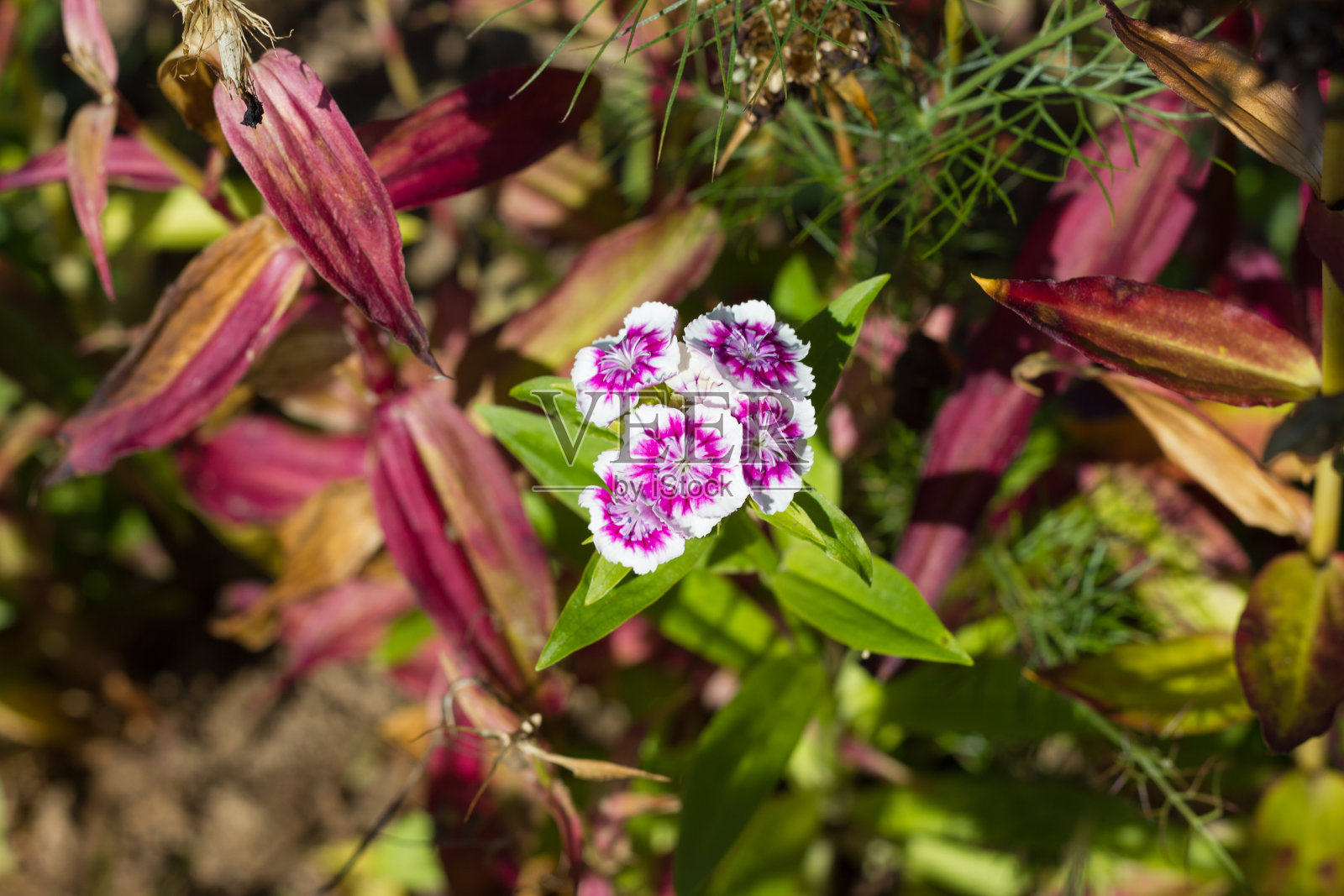 德国乡村夏季花园里的花卉照片摄影图片
