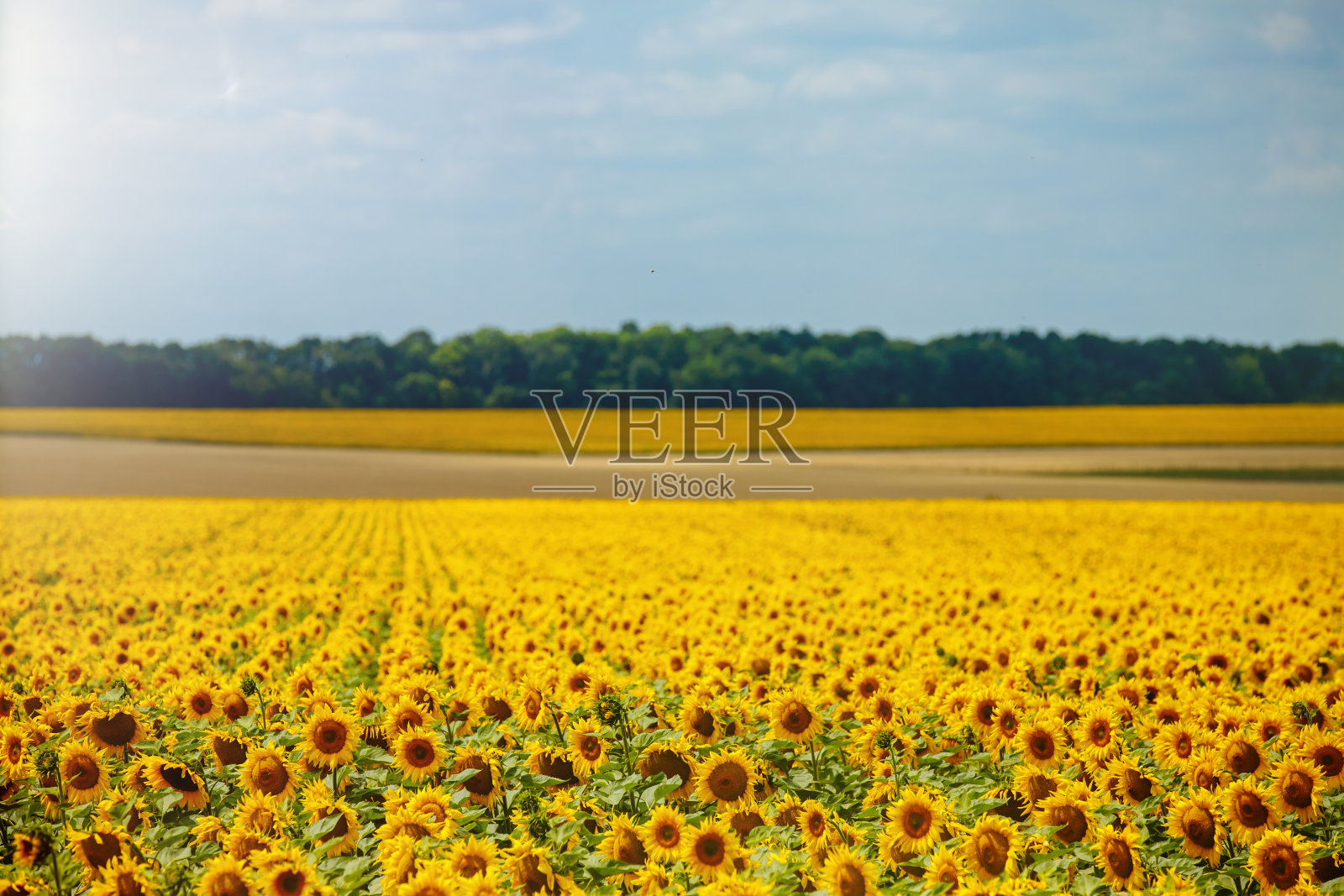 美丽的向日葵田在明亮的黄色阳光,令人惊叹的全景景观,伟大的鲜花生长在欧洲种植园照片摄影图片