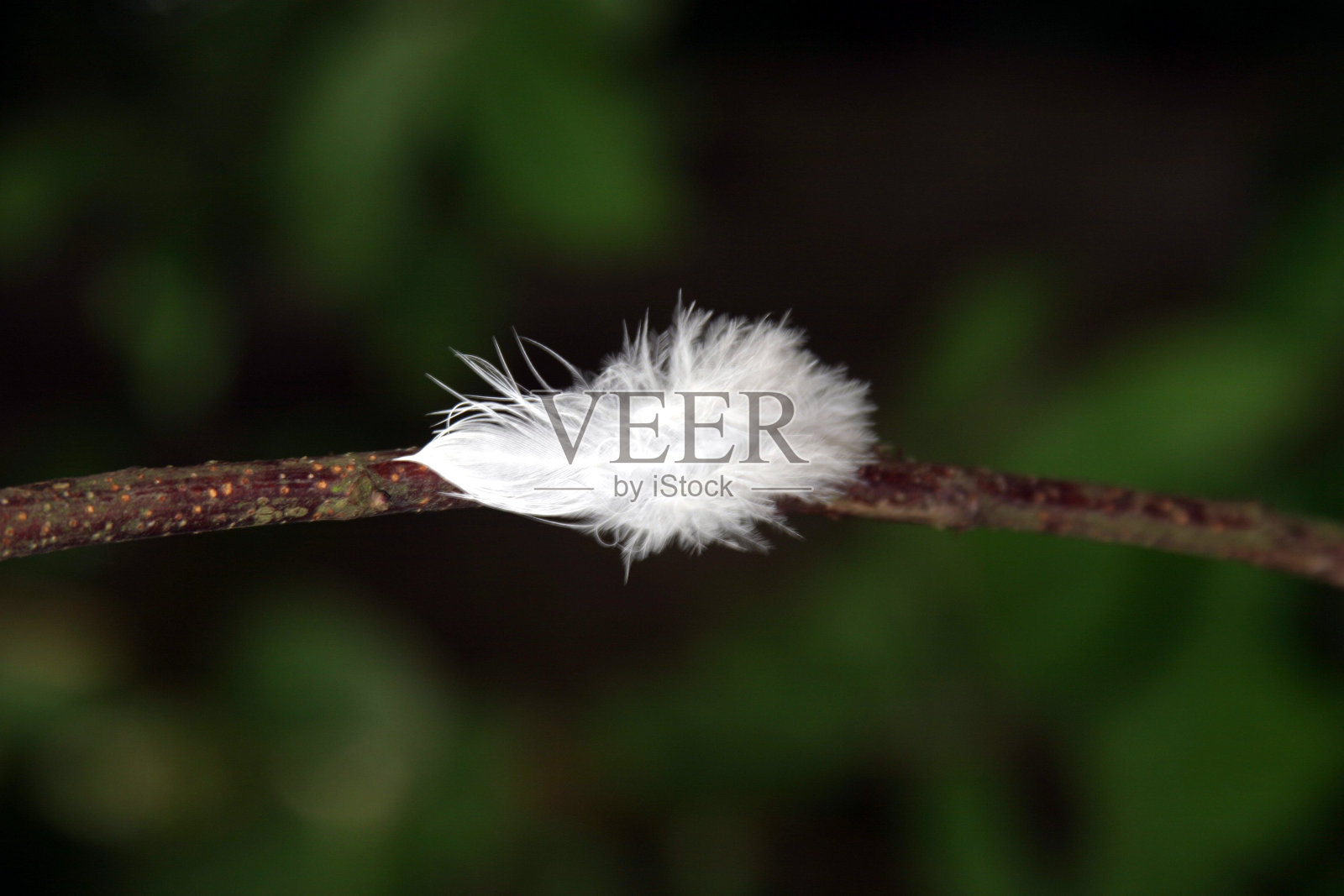 白色的羽毛照片摄影图片