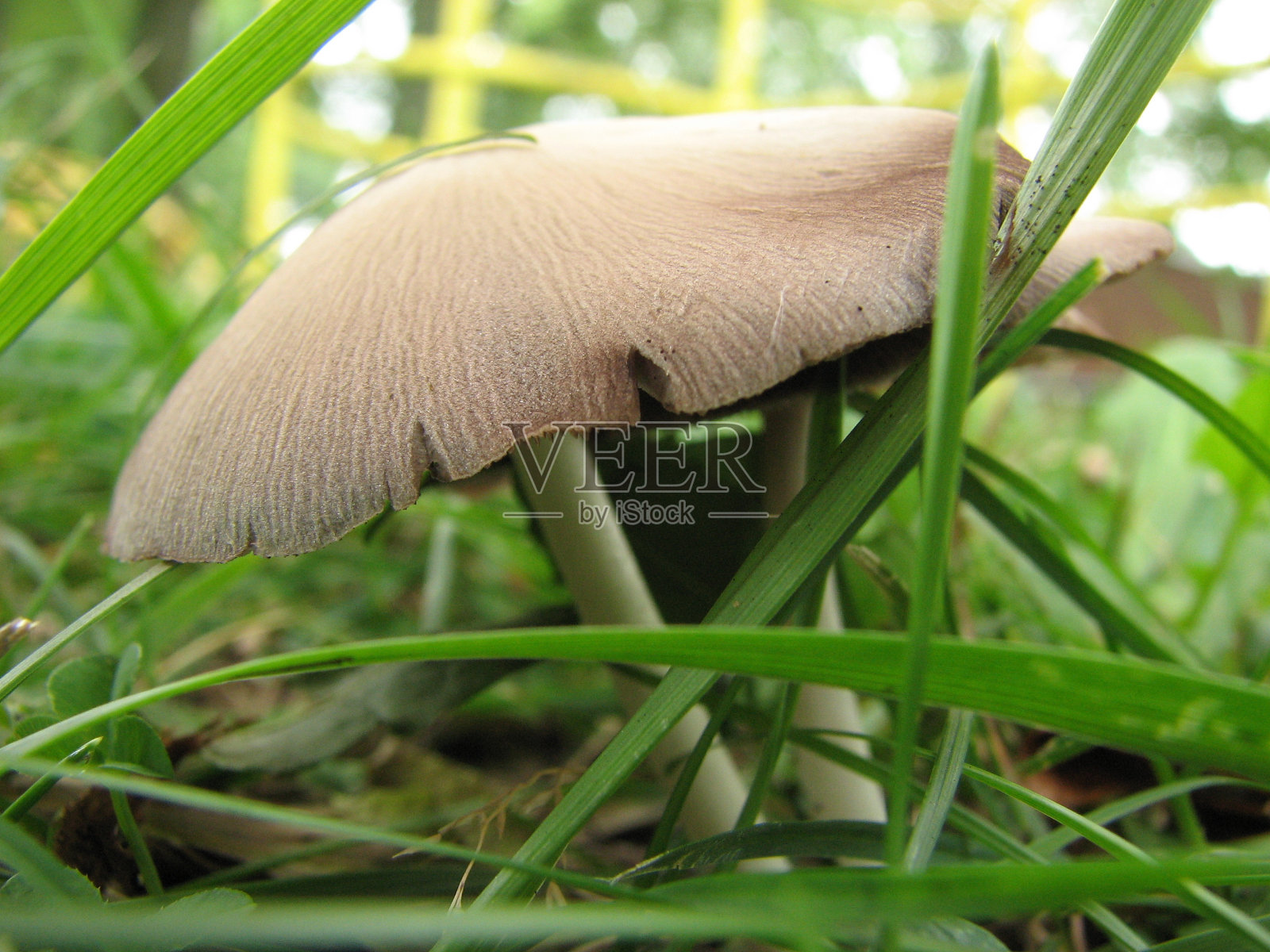 巨大的蘑菇照片摄影图片