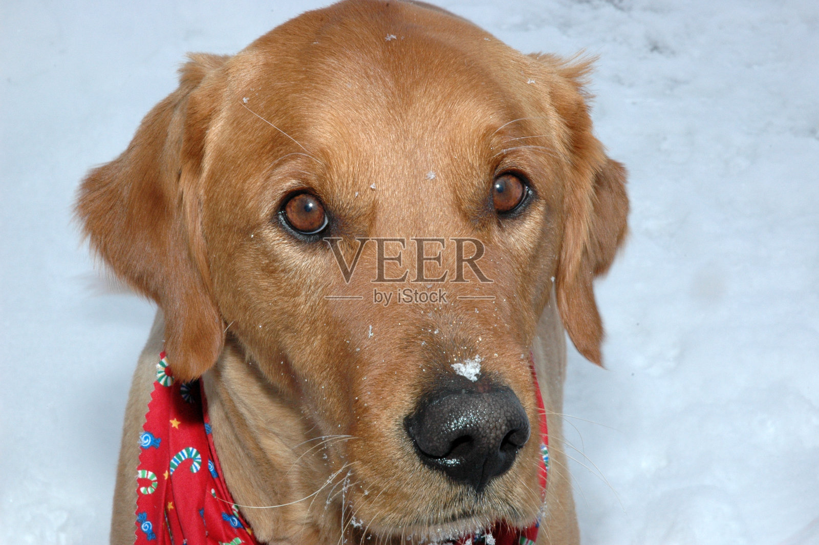 孤独的小狗照片摄影图片