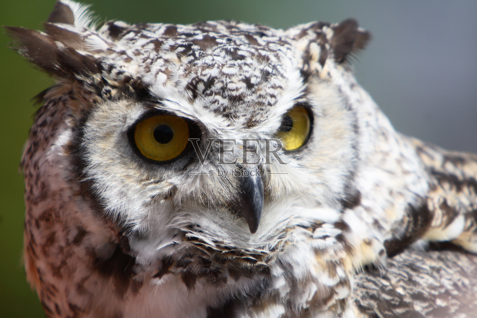 大角猫头鹰特写照片摄影图片