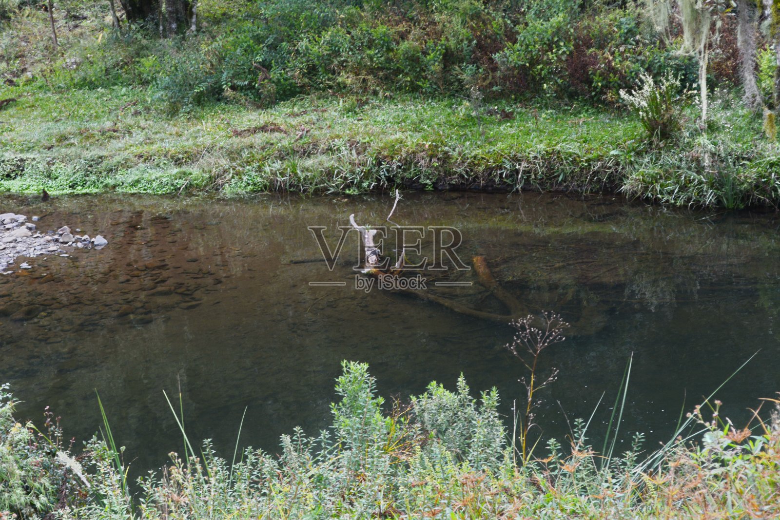 清澈的河水照片摄影图片