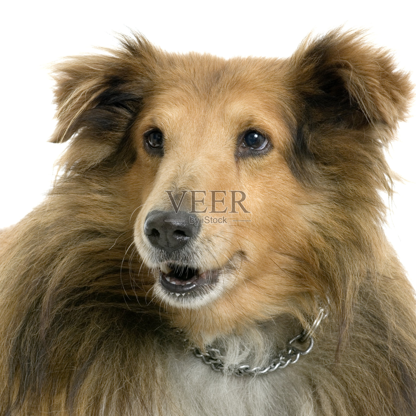 狗的特写肖像照片摄影图片