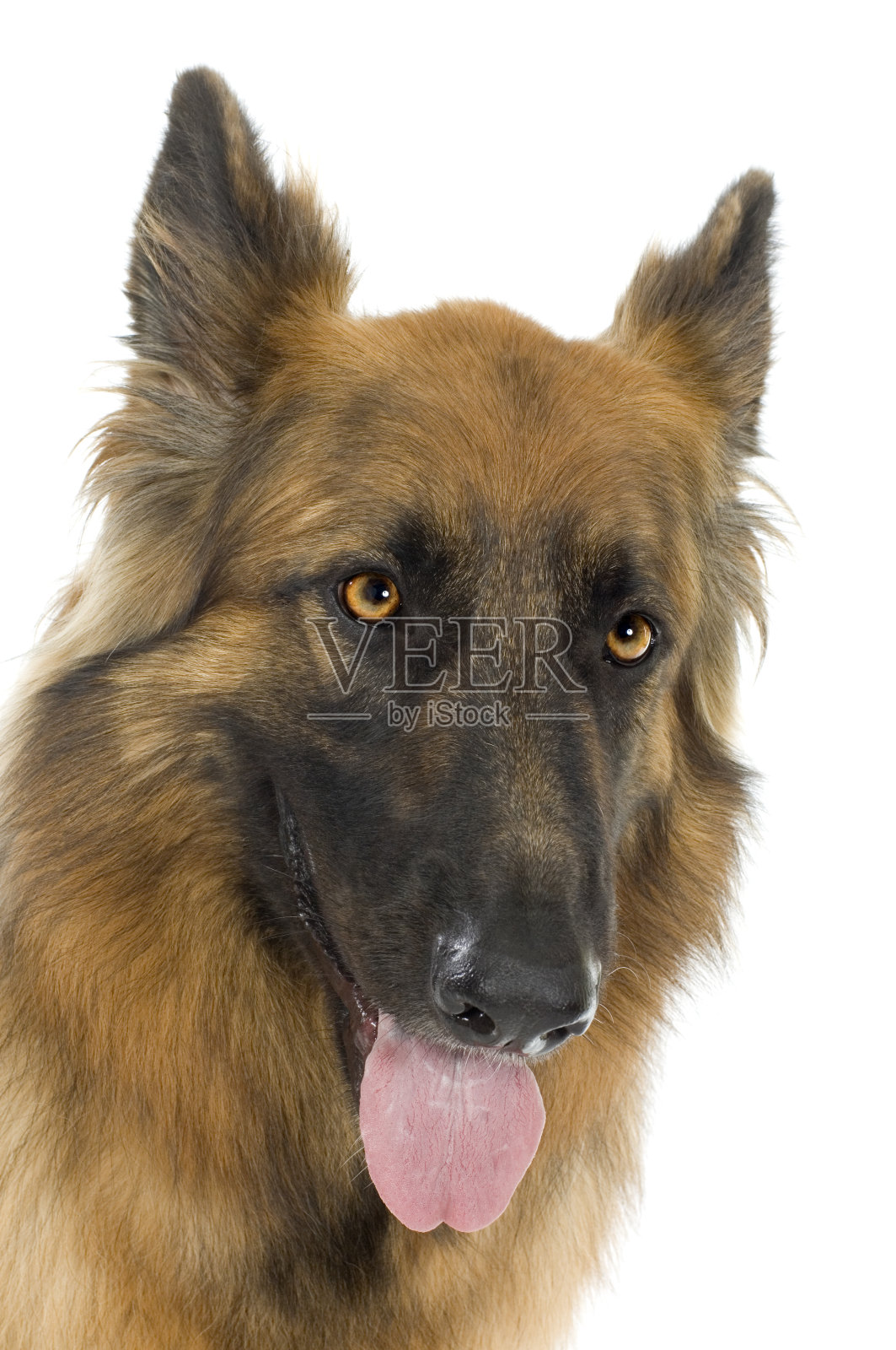 德国牧羊犬/阿尔萨斯犬,警犬(2年)照片摄影图片