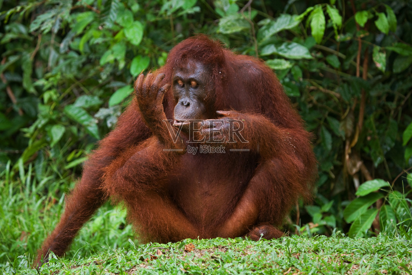 一只雄狮坐在草地上。照片摄影图片