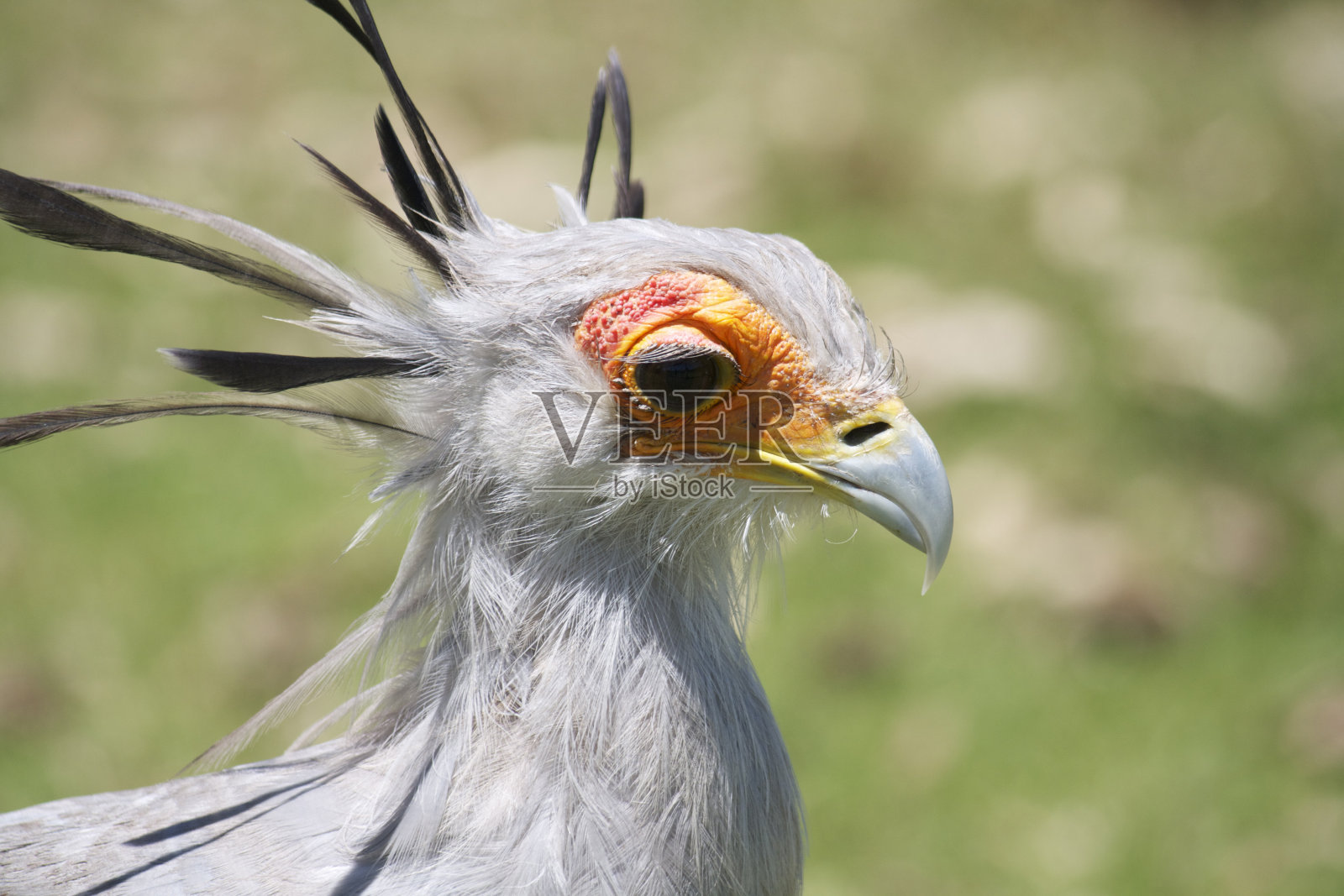 秘书的鸟照片摄影图片