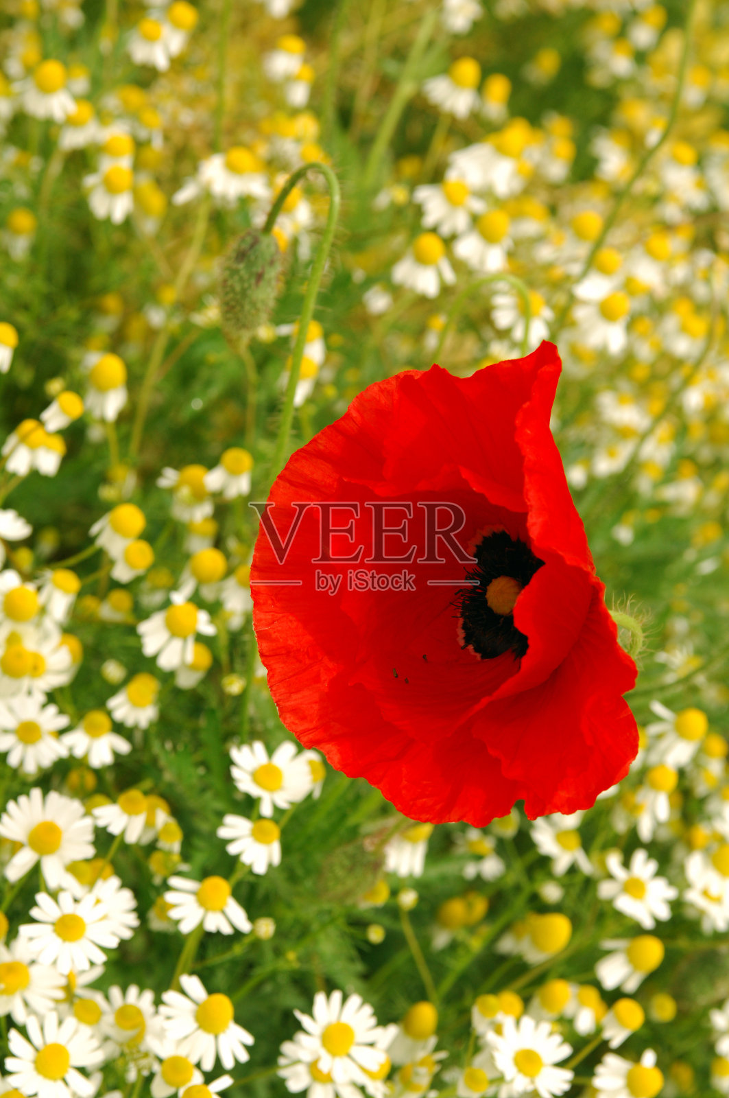 花照片摄影图片