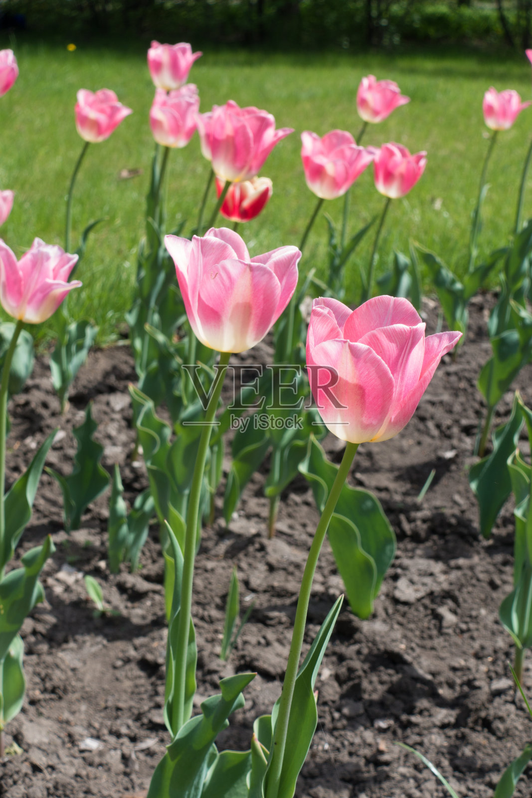 春天公园里的粉色郁金香照片摄影图片