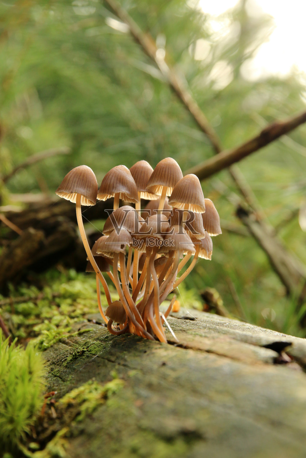 赫尔姆林照片摄影图片