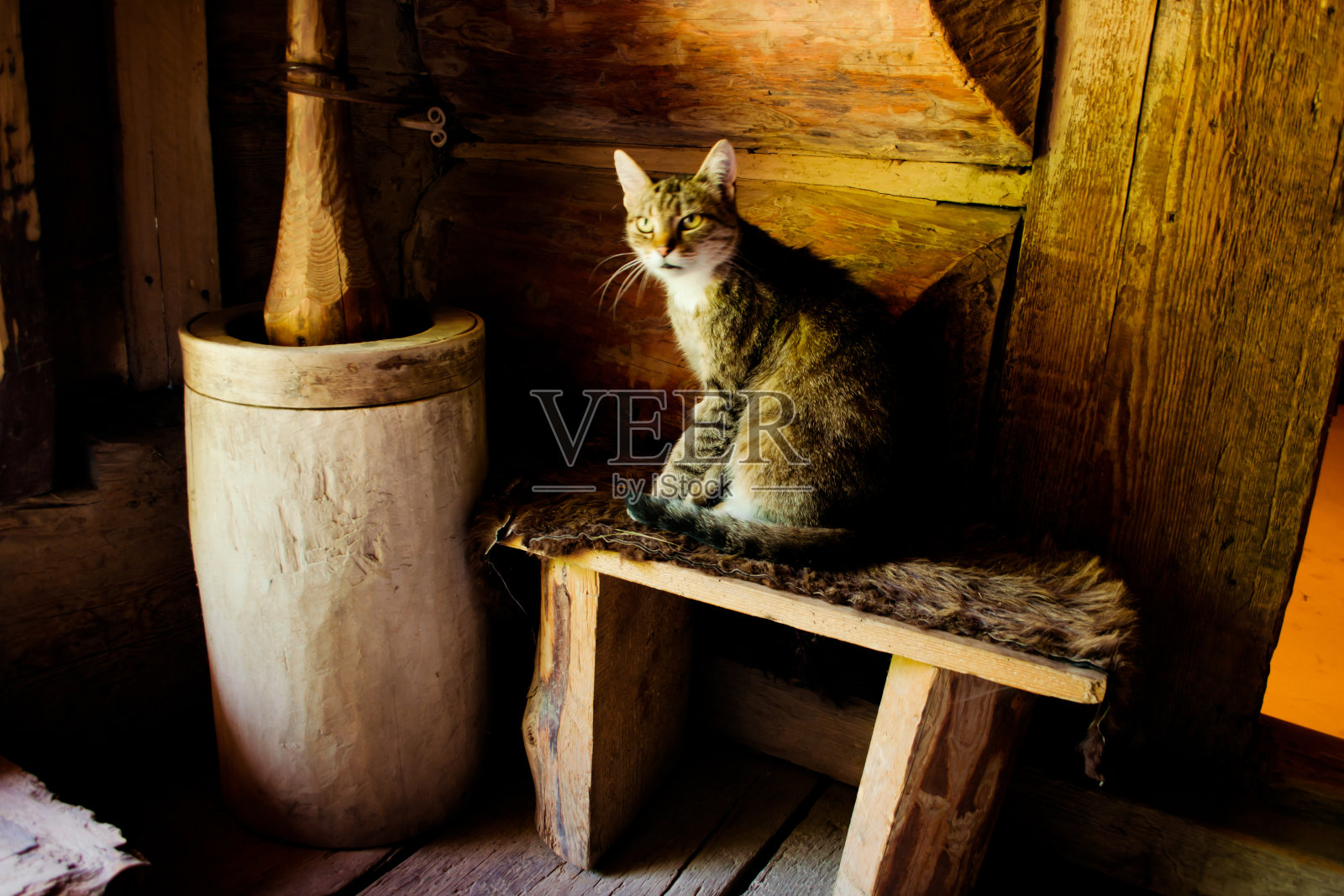 小猫在长凳上。照片摄影图片