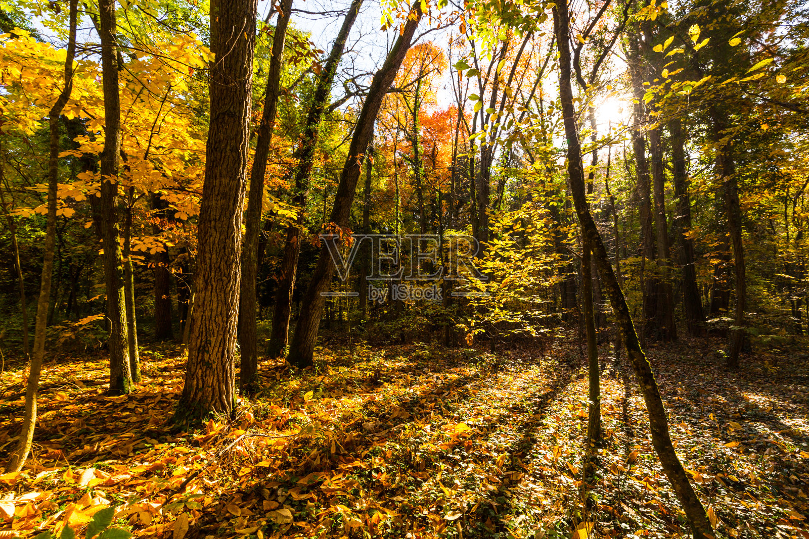 充满生气的秋天颜色与树顶照片摄影图片