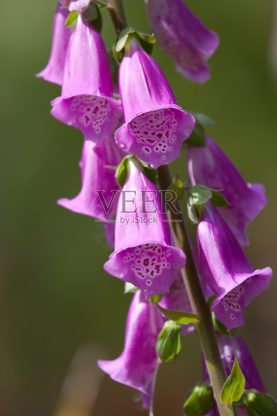 紫花洋地黄)照片摄影图片