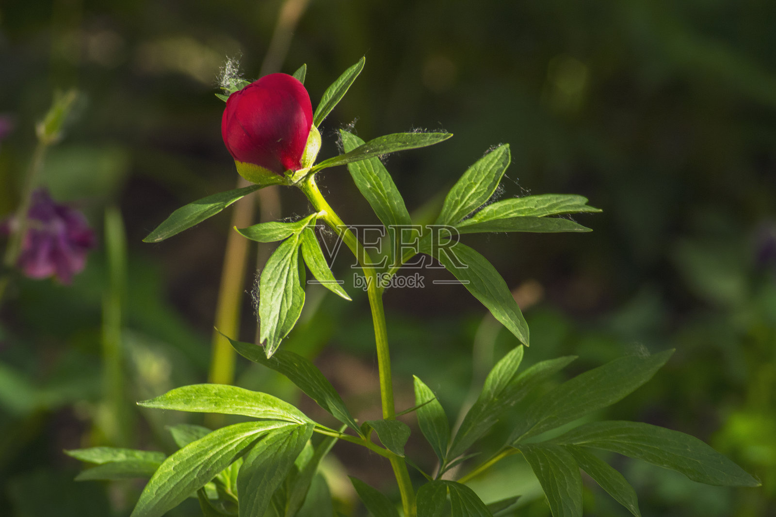 夏日花园里盛开的红色花朵令人惊叹照片摄影图片