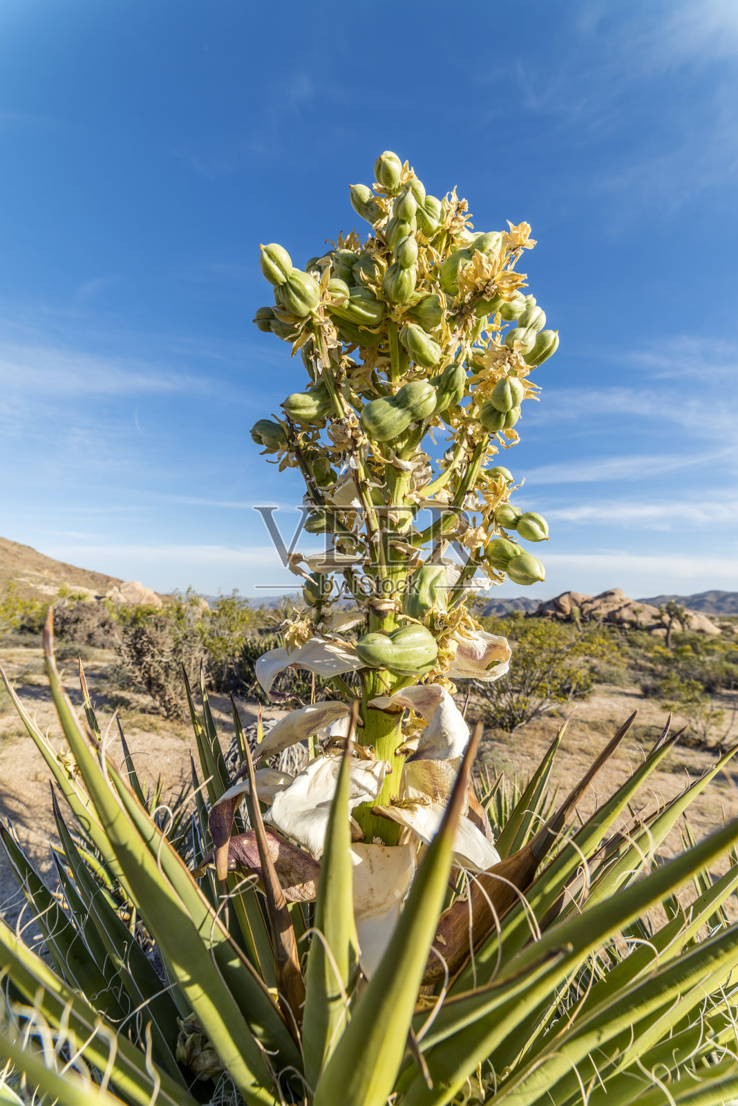 盛开的丝兰照片摄影图片