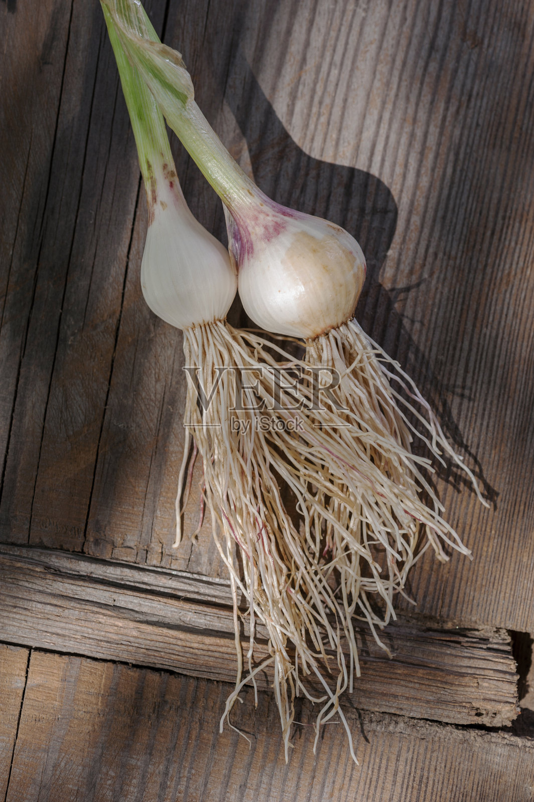 新鲜采摘的洋葱在木制背景上照片摄影图片