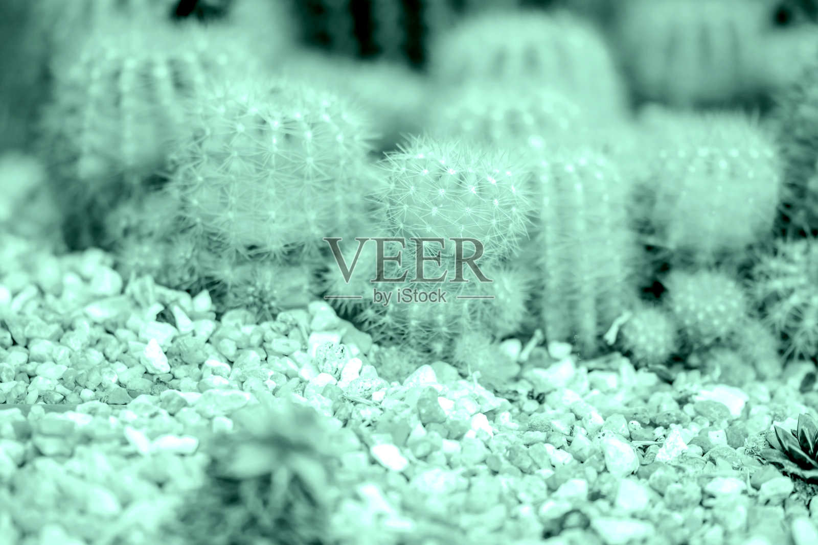 热带花园照片摄影图片