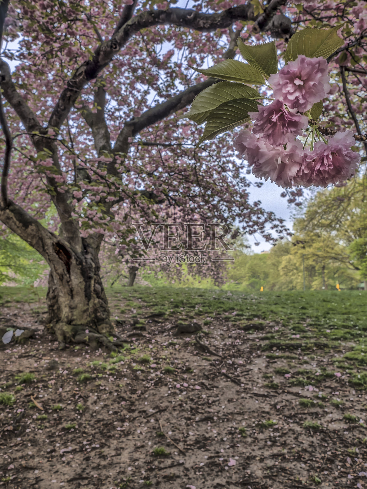 春天,纽约中央公园照片摄影图片