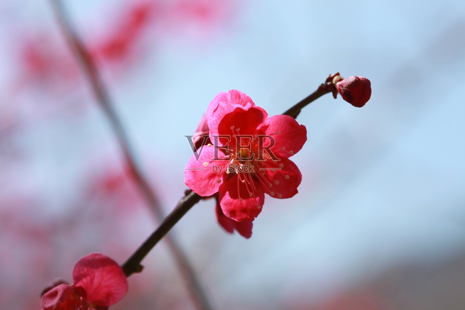 梅花花照片摄影图片