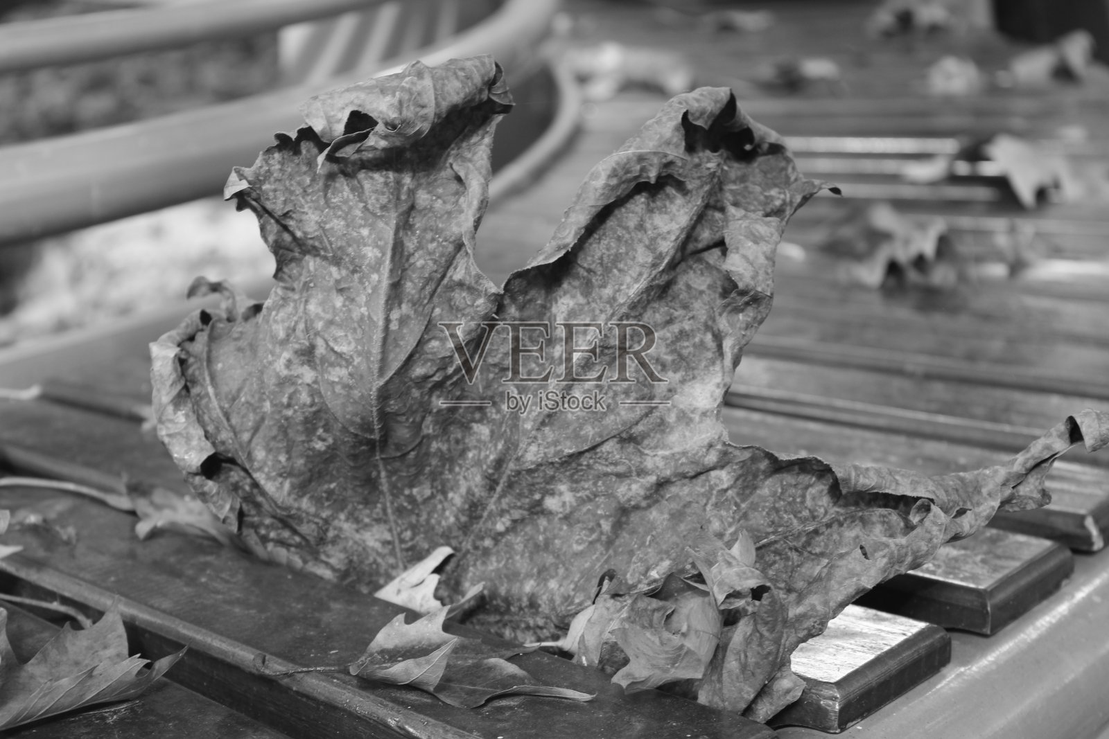 叶照片摄影图片