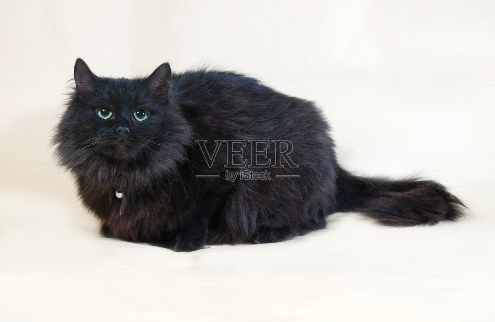 带着项圈的黑毛猫坐在黄色的身上照片摄影图片