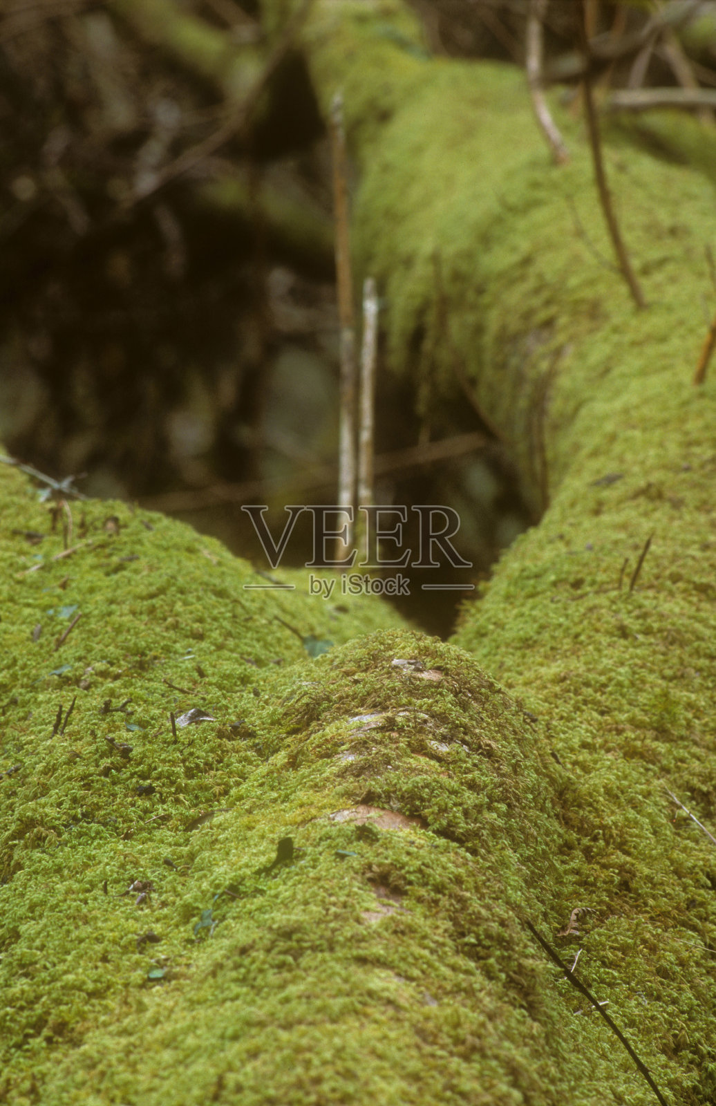 苔藓覆盖的树Redrice和Cabilla森林照片摄影图片