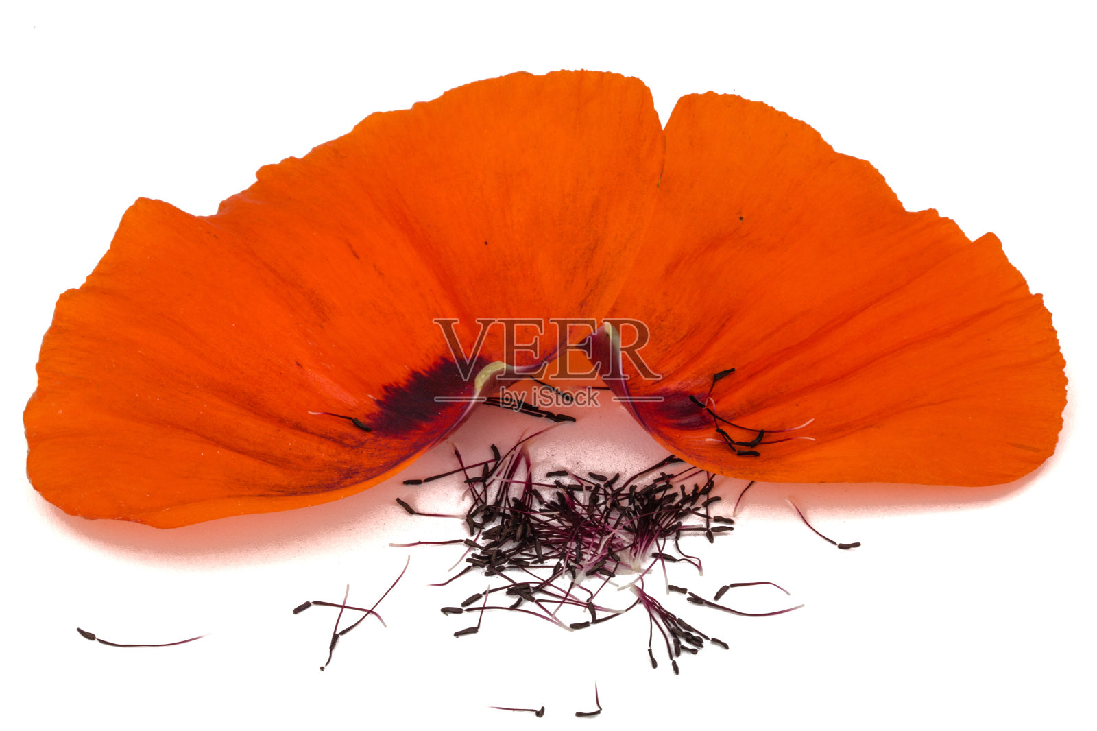 罂粟花的花瓣,孤立在白色背景上照片摄影图片