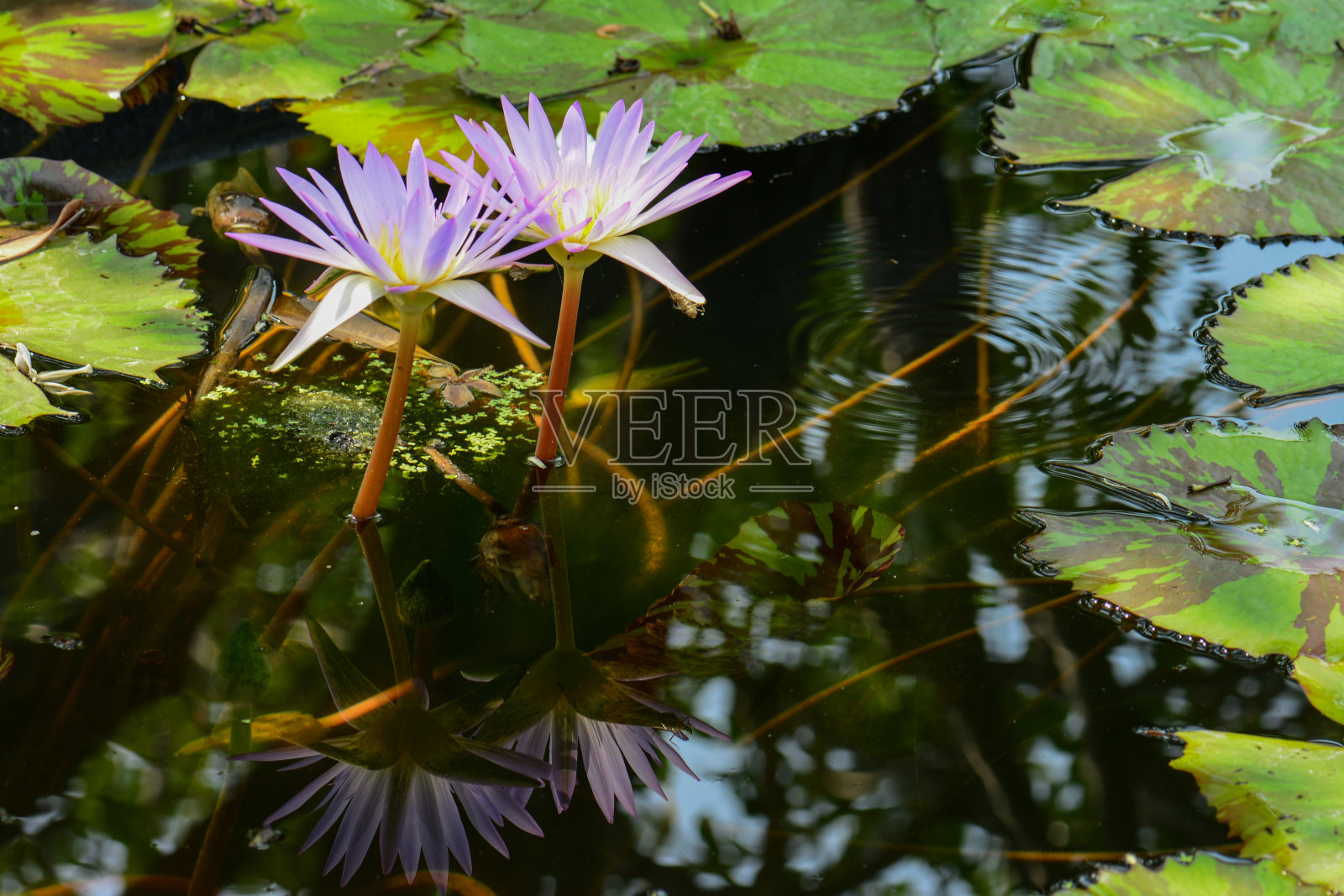 绽放粉红荷花照片摄影图片