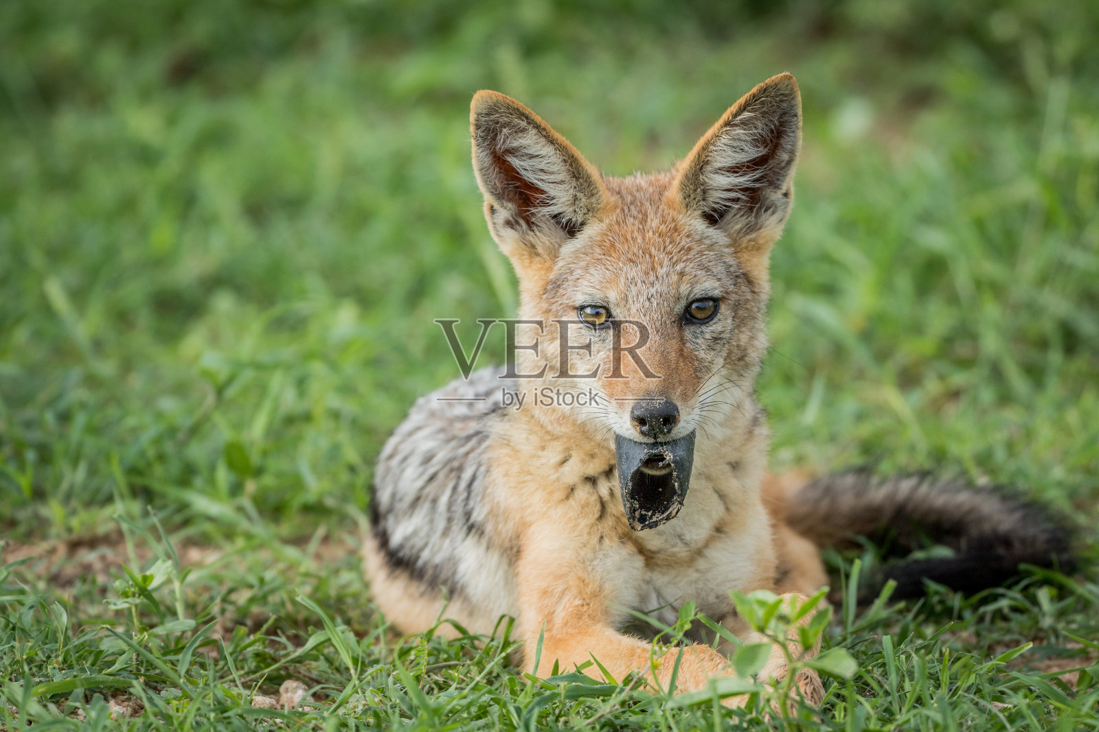 嘴里叼着东西的黑背豺狼。照片摄影图片