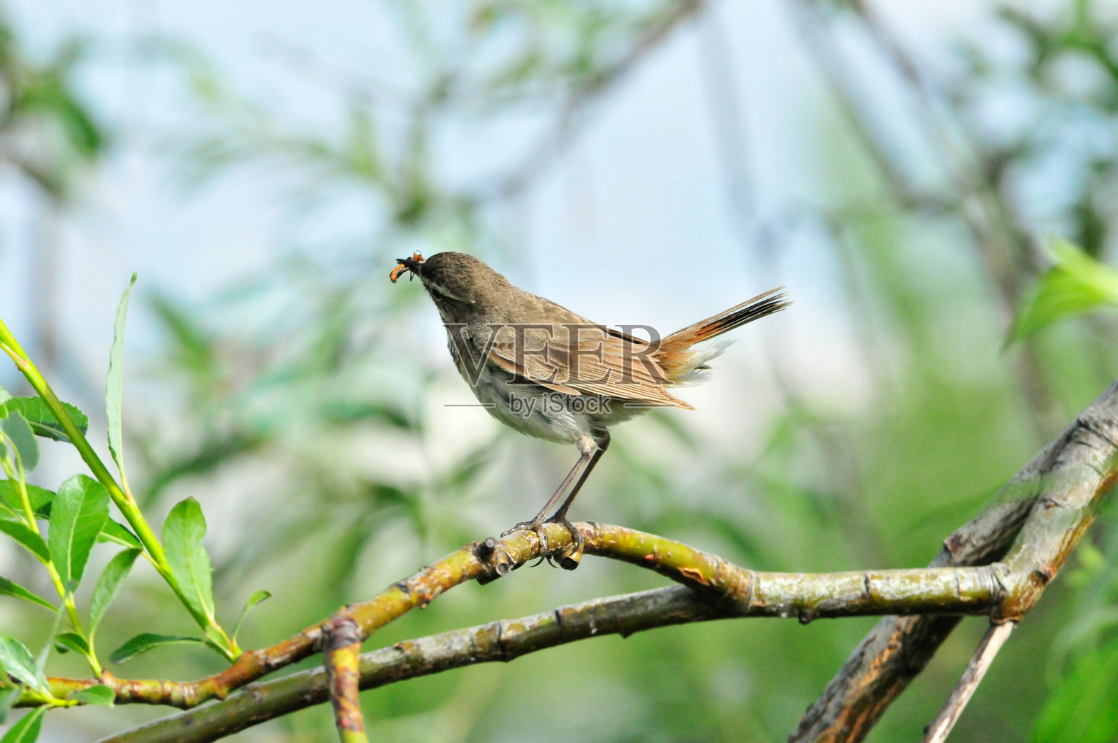 蓝喉歌鸲、鸟、女性。蓝喉鸟是一种雀形目属画眉科的鸟。照片摄影图片