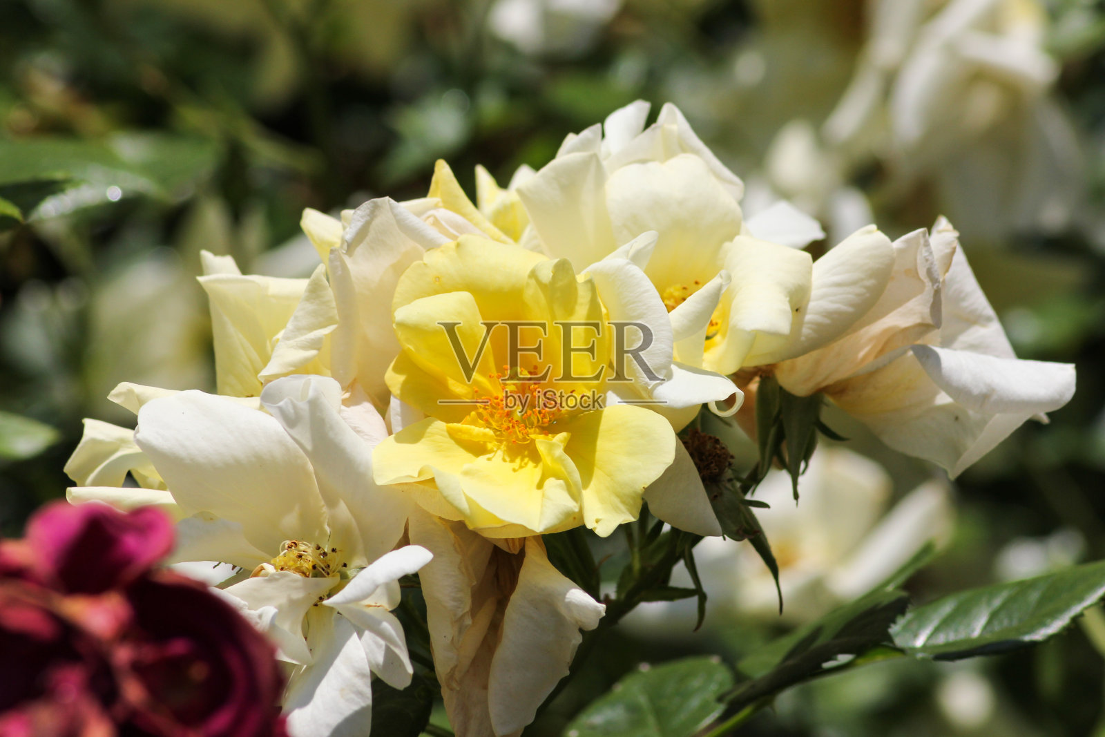 枯萎的玫瑰照片摄影图片