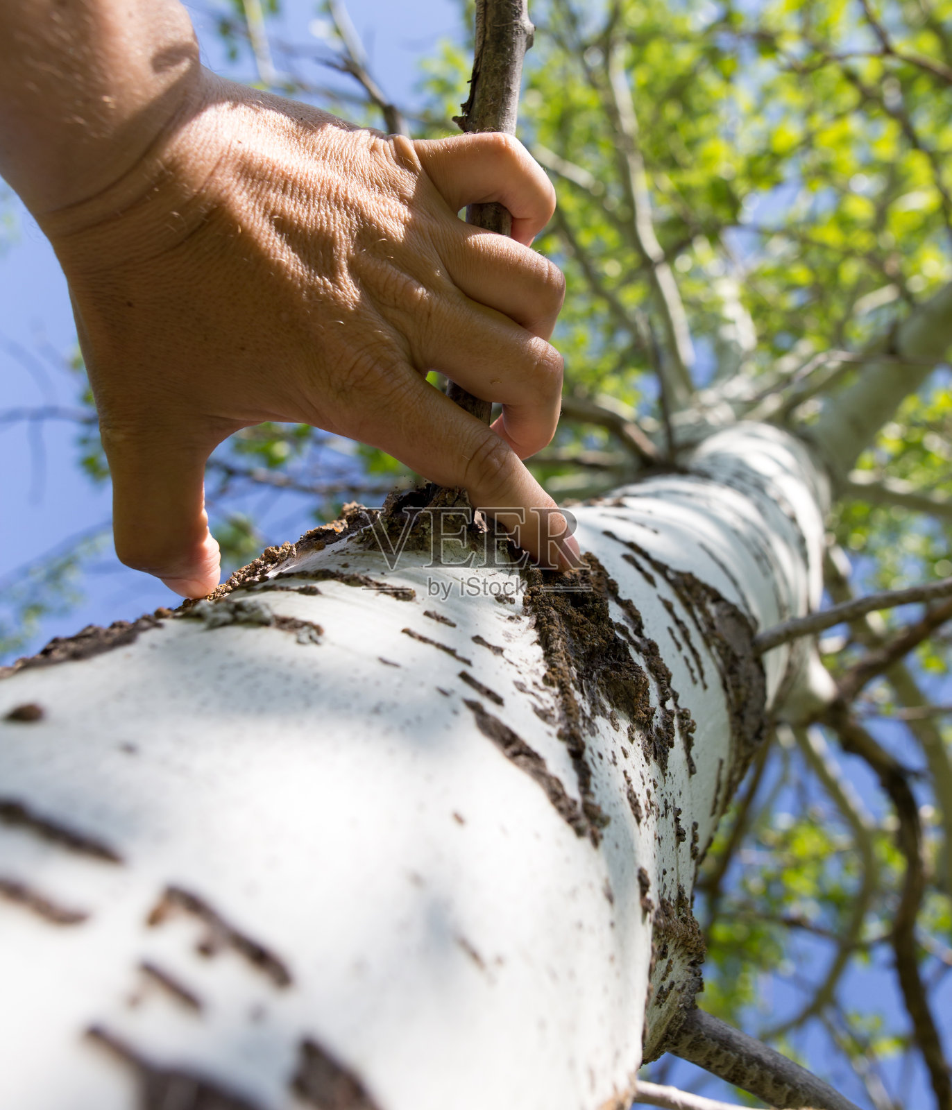 大自然中人类的手放在树上照片摄影图片
