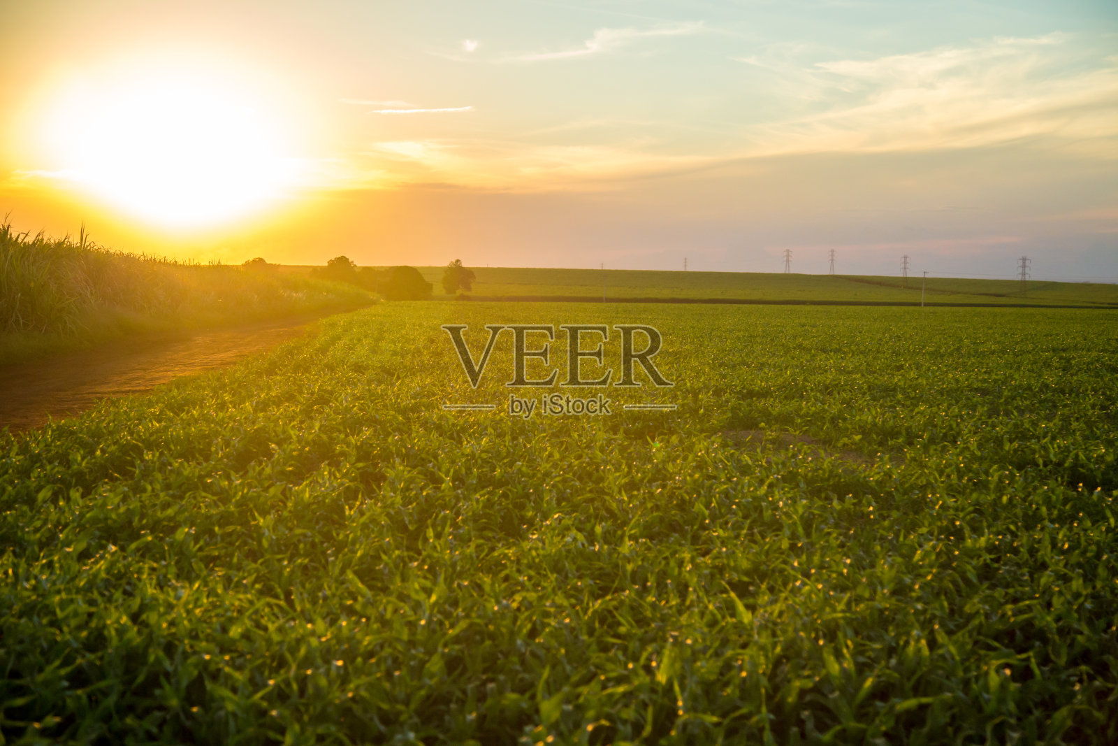 高粱日落照片摄影图片