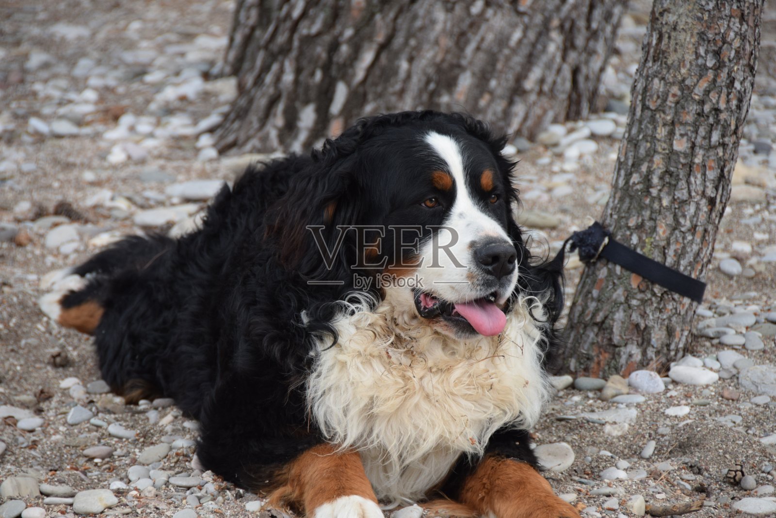 伯恩斯山犬正等着它的主人,用狗项圈拴在树上照片摄影图片