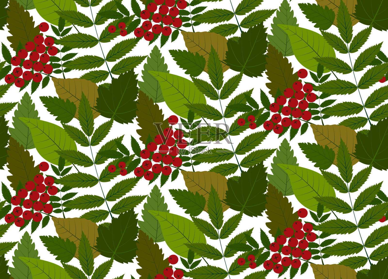 叶子和花楸插画图片素材